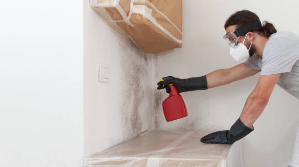 Professional Attic Mold Remediation technician working in East Earl, PA